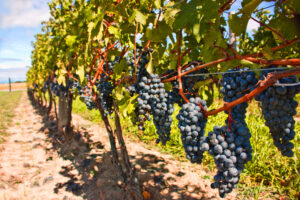 Mastering the art of growing grapes